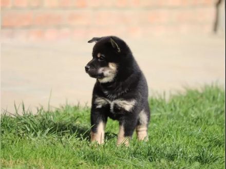 Shiba Inu-Welpe zu verkaufen