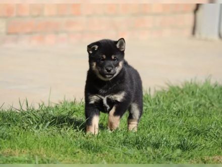 Shiba Inu-Welpe zu verkaufen