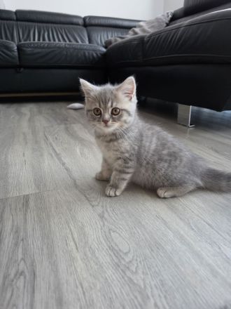 BKH Kitten
