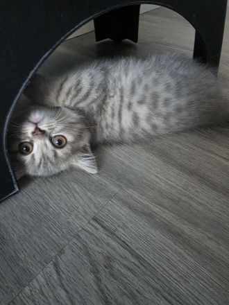 BKH Kitten