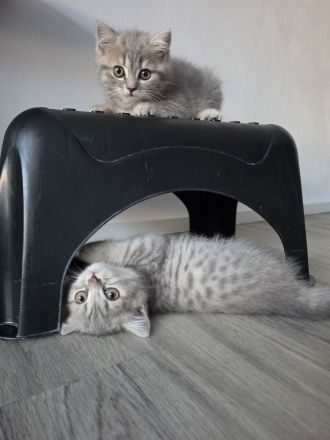 BKH Kitten