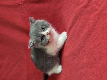 Britisch Kurz- und Langhaar Kitten von Diana