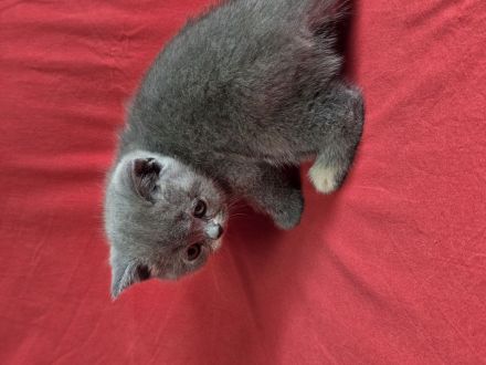 Britisch Kurz- und Langhaar Kitten von Diana