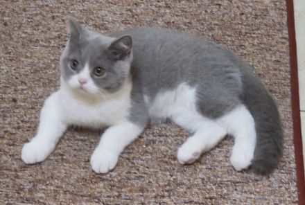 ❤️ Ein kleiner Blue-White-Kater sucht sein Zuhause ❤️