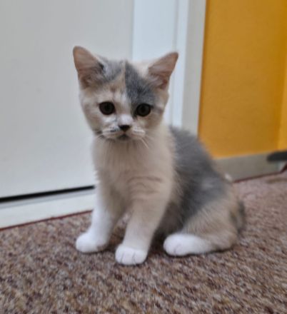 Britisch Kurz- und Langhaar Kitten von Diana