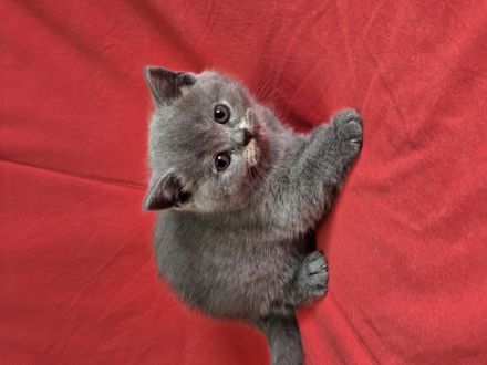 Britisch Kurz- und Langhaar Kitten von Diana