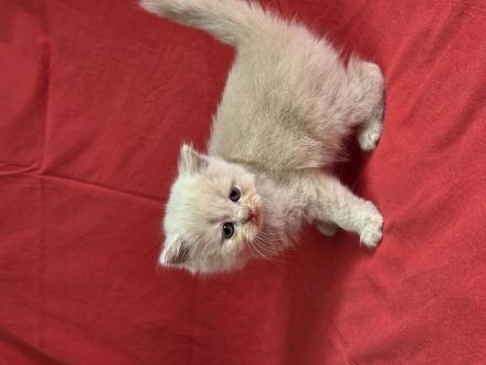 Britisch Kurz- und Langhaar Kitten von Bethany