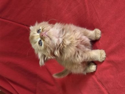 Britisch Kurz- und Langhaar Kitten von Bethany