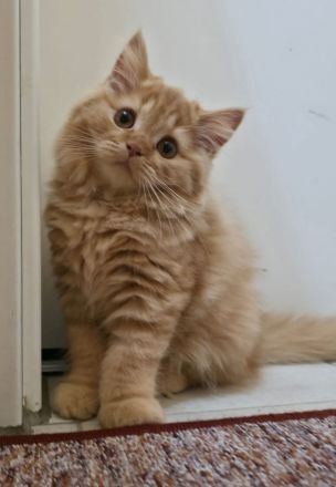 Britisch Kurz- und Langhaar Kitten von Bethany