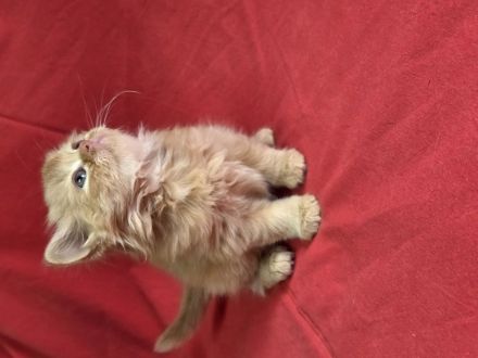 Britisch Kurz- und Langhaar Kitten von Bethany