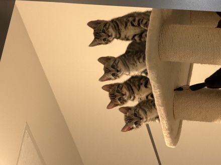 BKH / Bengale kitten