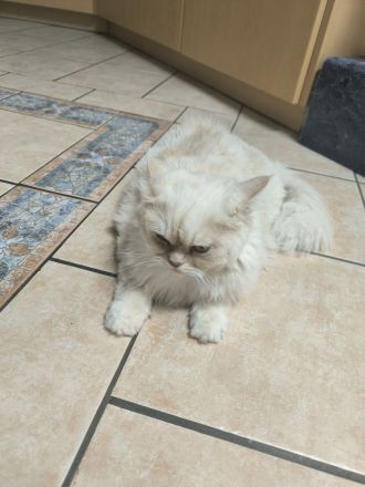 Chinchilla Perser Norwegische Waldkatze Mischung