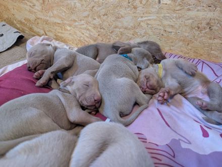 Reinrassige Weimaraner Welpen