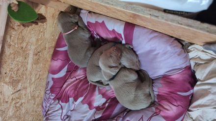Reinrassige Weimaraner Welpen