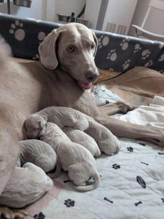 Reinrassige Weimaraner Welpen