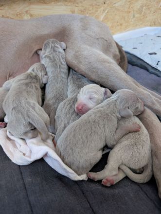 Reinrassige Weimaraner Welpen