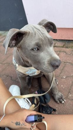 American bully Welpen 3 Monate alt