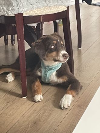 Aussie mix