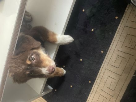 Aussie mix Welpe