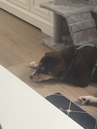 Aussie mix