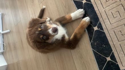 Aussie mix Welpe