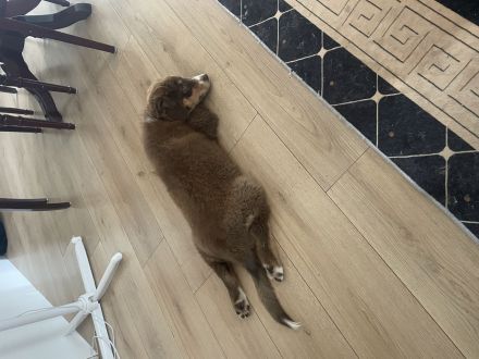 Aussie mix Welpe