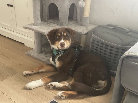 Aussie mix