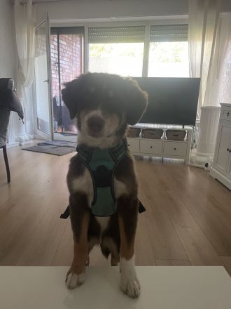 Aussie mix
