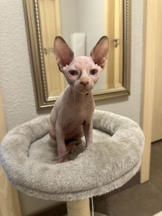 2 Sphynix Kitten
