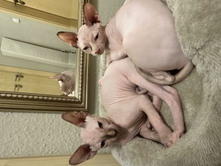 2 Sphynix Kitten