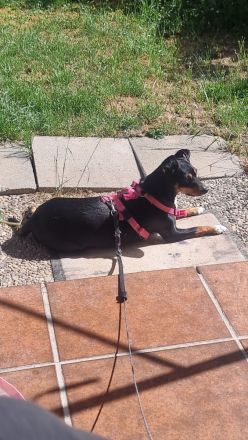 Zwergpinscher Mia