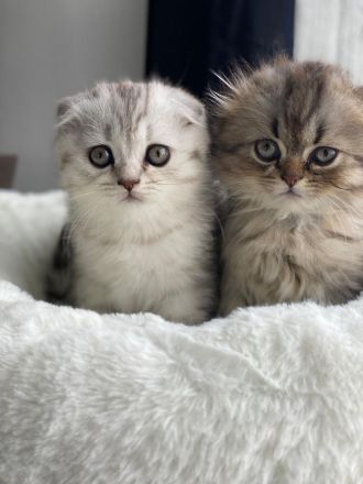 Super süße BKH MIX KITTEN WEIBLICH