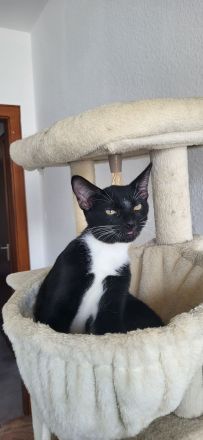Bombay EK - Tortie/Tuxedo