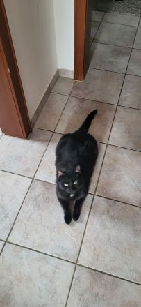 Bombay EK - Tortie/Tuxedo