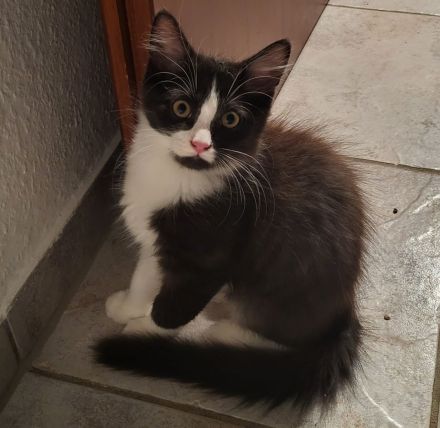 Bombay EK - Calico /Bombay EK/EL Norwegische Wildkatze Bicolor (Tuxedo) Mix