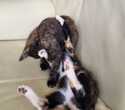 Bombay EK - Calico /Bombay EK/EL Norwegische Wildkatze Bicolor (Tuxedo) Mix