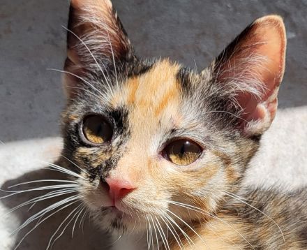 Bombay EK - Calico /Bombay EK/EL Norwegische Wildkatze Bicolor (Tuxedo) Mix