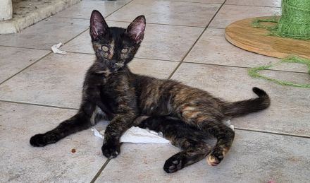 Bombay EK - Calico /Bombay EK/EL Norwegische Wildkatze Bicolor (Tuxedo) Mix
