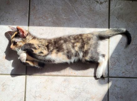 Bombay EK - Calico /Bombay EK/EL Norwegische Wildkatze Bicolor (Tuxedo) Mix