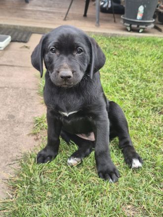 Labrador Mix Welpe sucht als letztes ein Zuhause