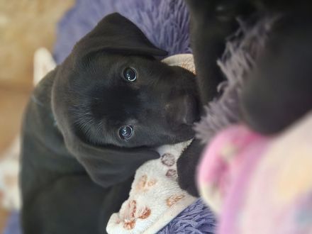 Labrador Mix Welpe sucht als letztes ein Zuhause