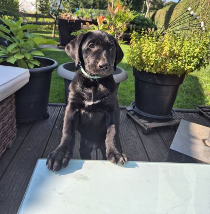 Labrador Mix Welpe sucht als letztes ein Zuhause