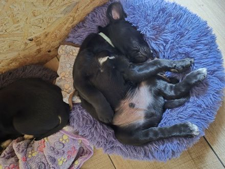 Rocko sucht noch ein Zuhause