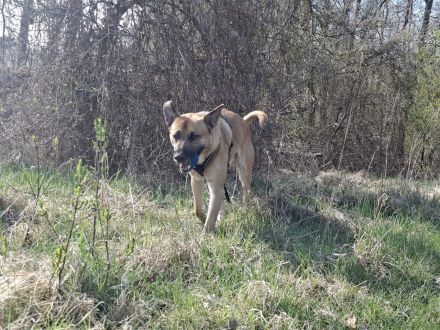 Odin sucht endlich eine liebe Familie