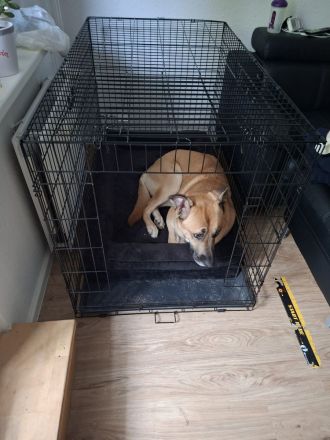 Odin sucht endlich eine liebe Familie