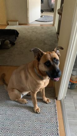 Odin sucht endlich eine liebe Familie