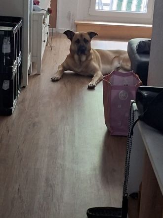 Odin sucht endlich eine liebe Familie