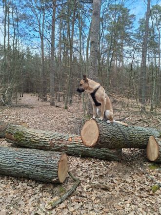 Odin sucht endlich eine liebe Familie