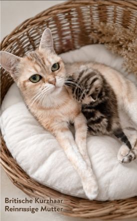 Britisch Kurzhaar Kitten