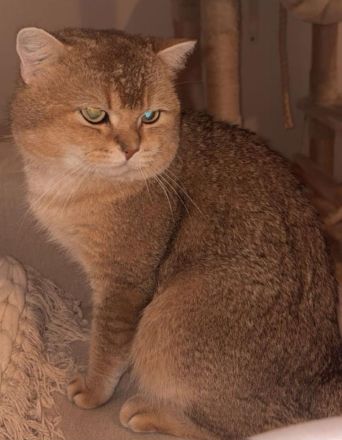 Britisch Kurzhaar Kitten